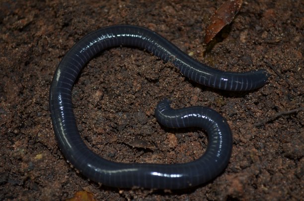 caecilian