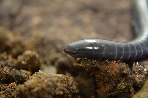caecilian