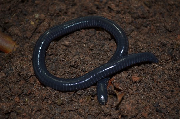 caecilian
