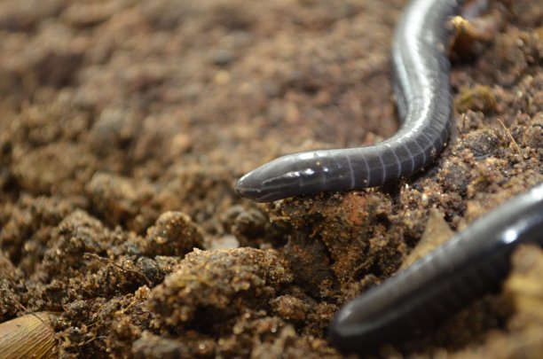 caecilian