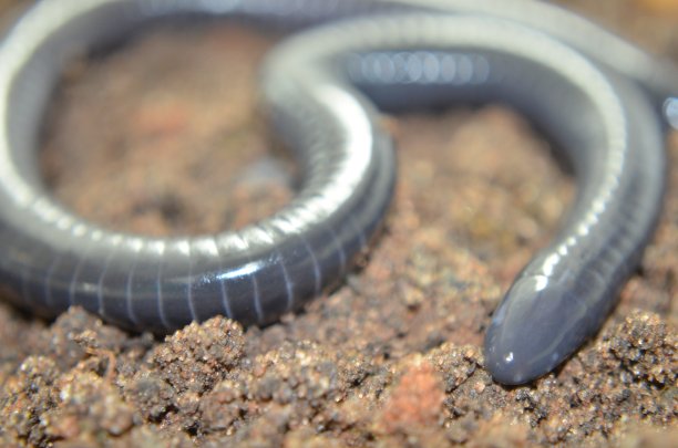 caecilian