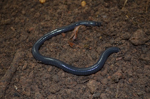 caecilian
