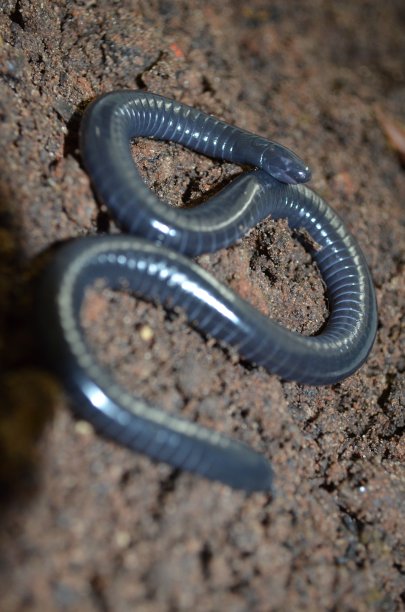 caecilian