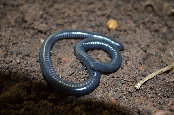 caecilian