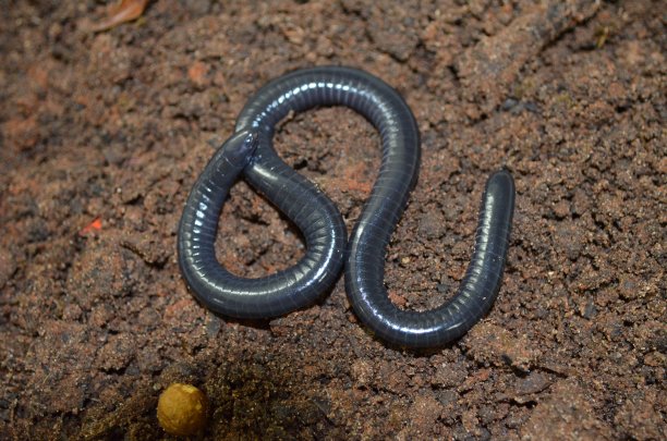 caecilian