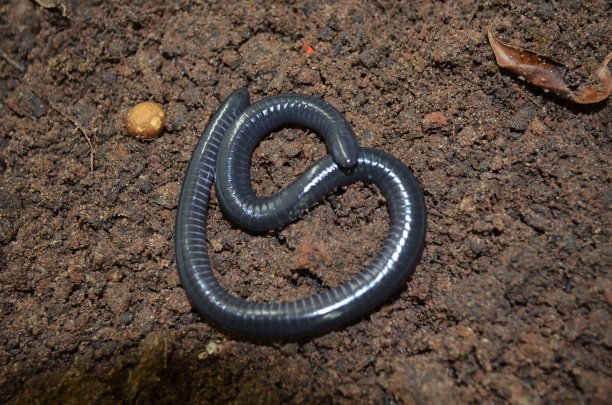 caecilian