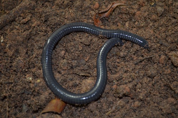 caecilian