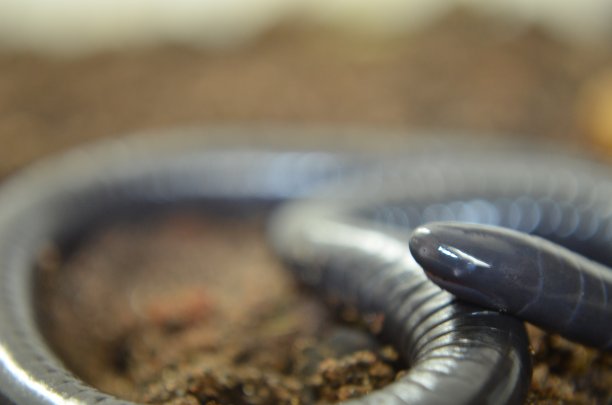 caecilian