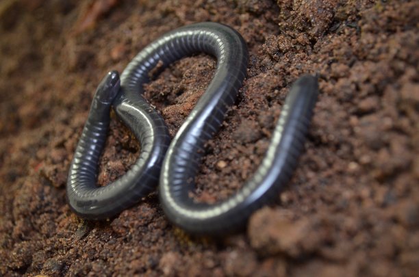 caecilian