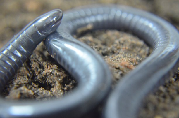 caecilian