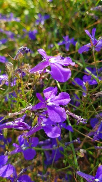 lobelia