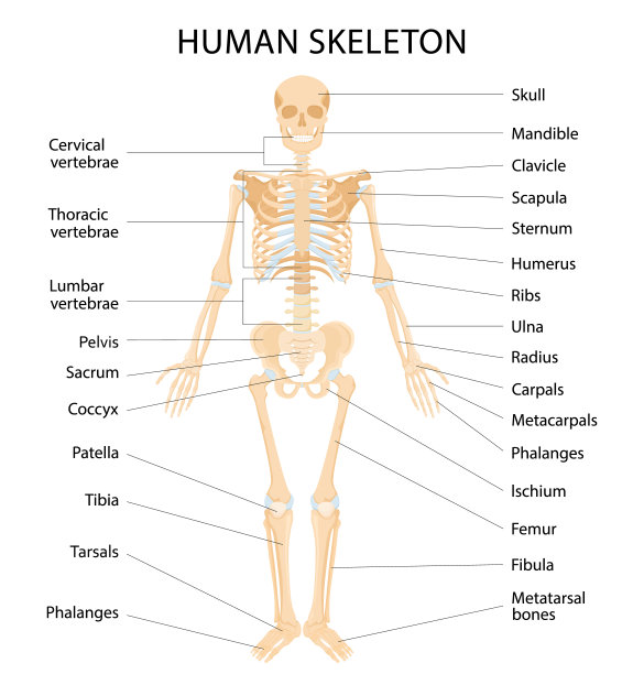 bone