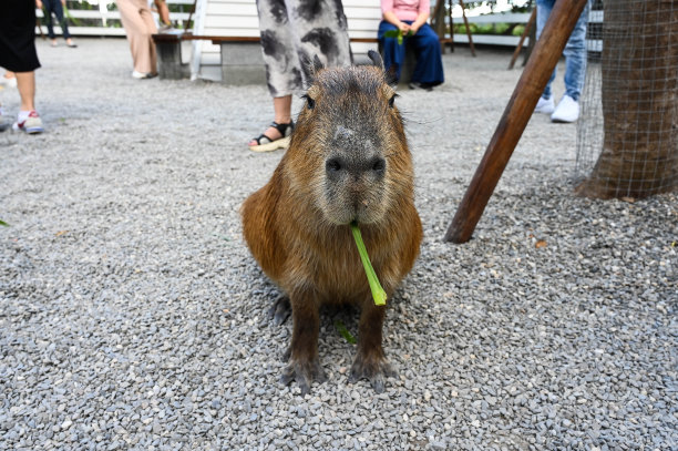 capybara