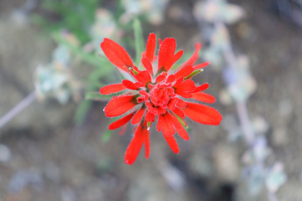 hawkweed