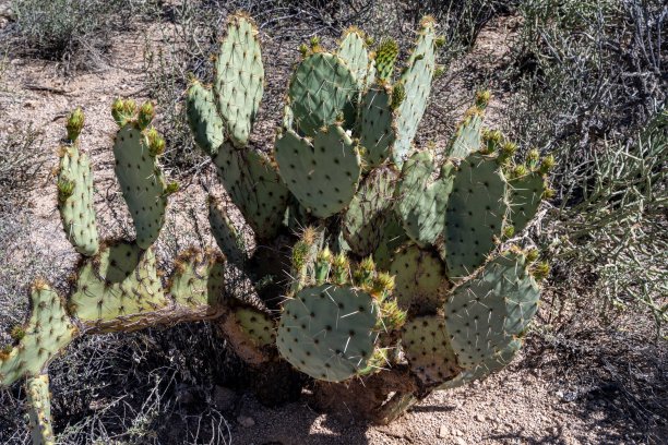 saguaro