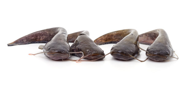 catfish