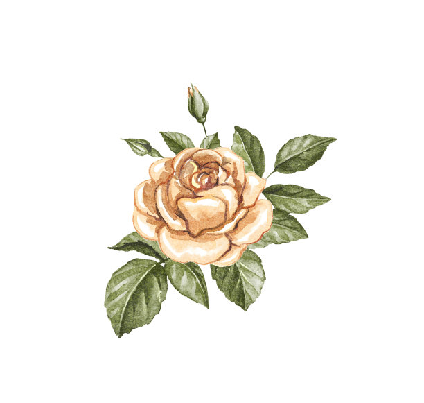 手绘玫瑰花与花卉