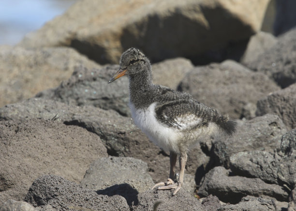 haematopus