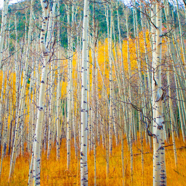 aspen
