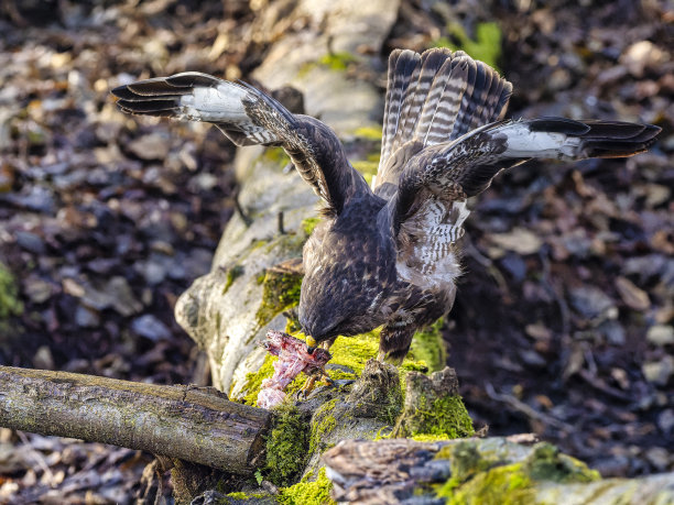 buzzard