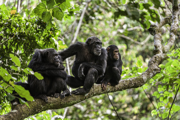 ape