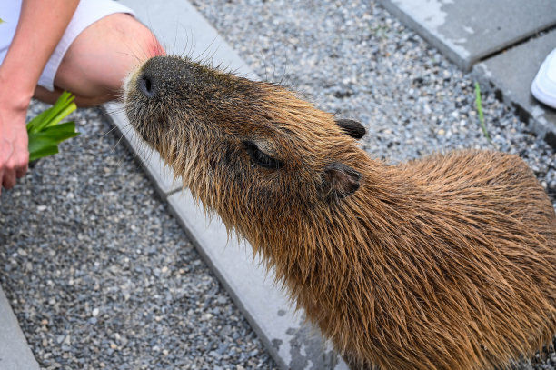 capybara