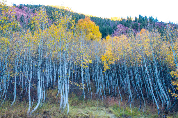aspen