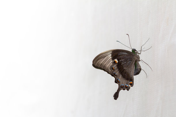 ornithoptera
