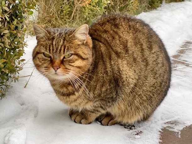 stray