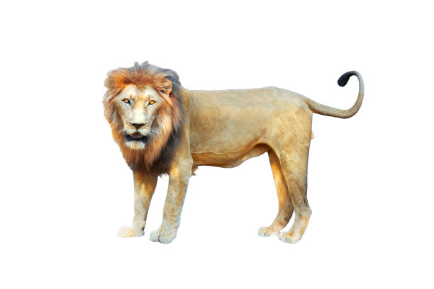 lion