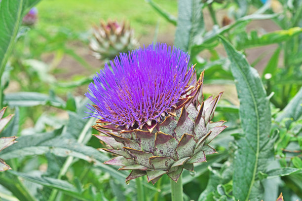 artichoke