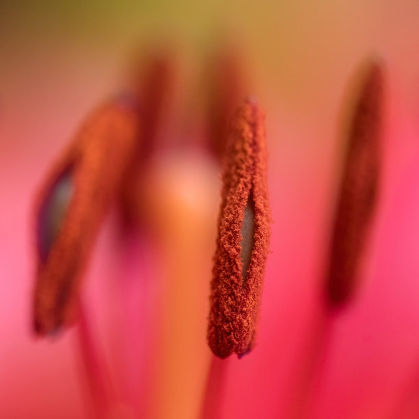 stamens