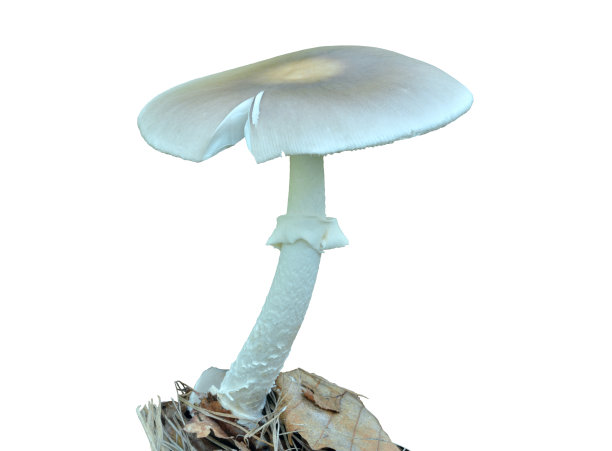 agaric