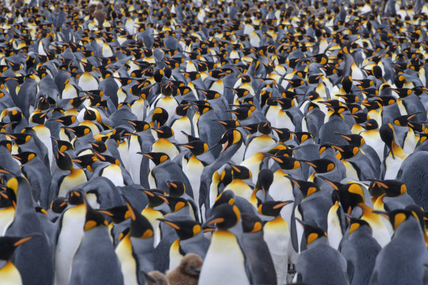 colony