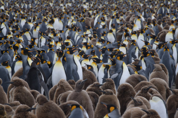 colony