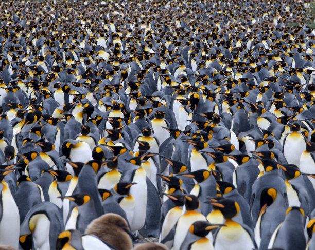 colony