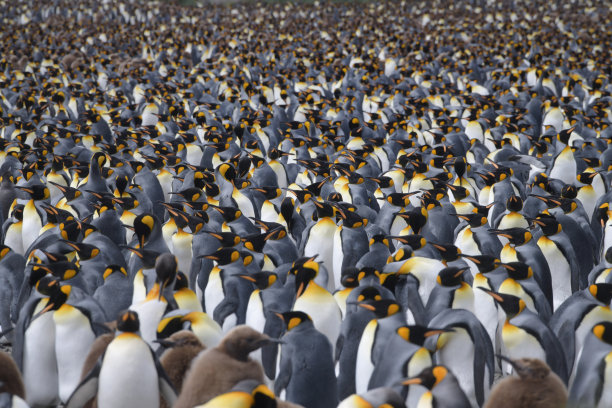colony