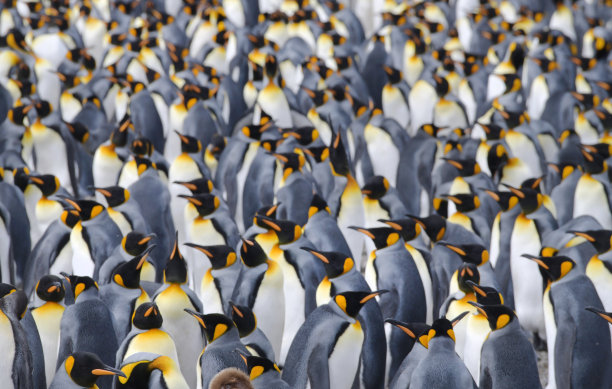 colony