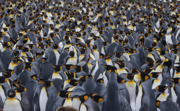 colony
