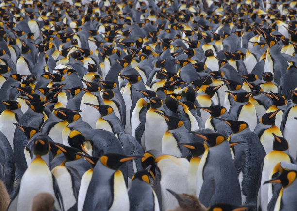 colony