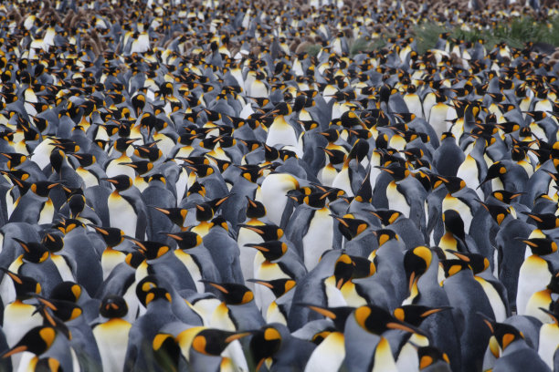 colony