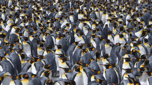 colony