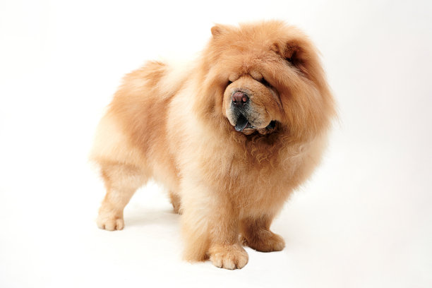 chow