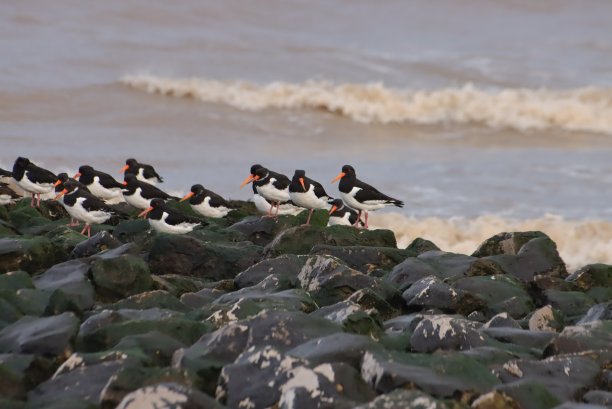 haematopus