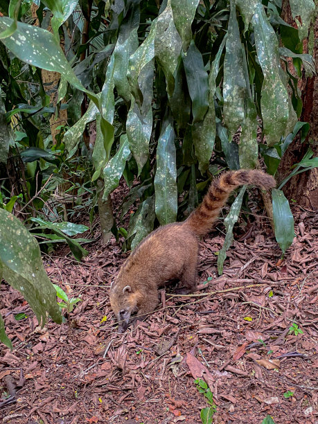 coatimundi