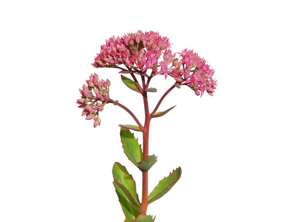 sedum
