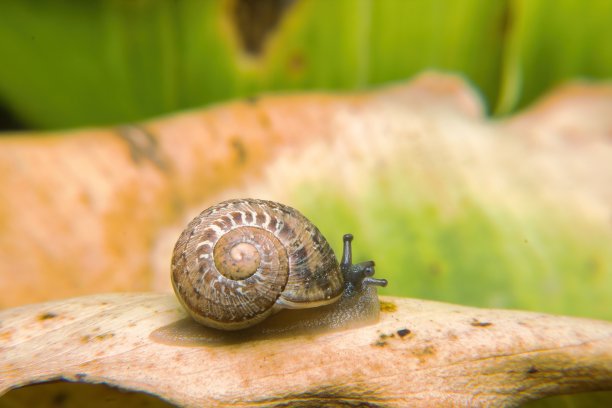 gastropod