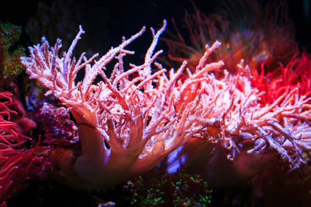 corals