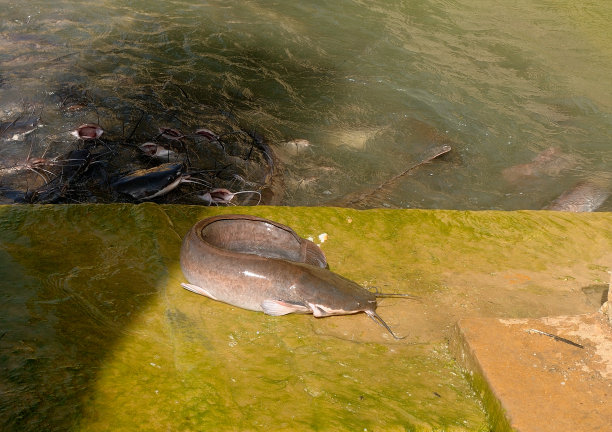 catfish