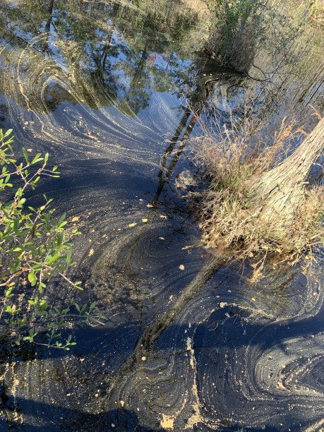 wetland